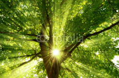 Lichttherapie